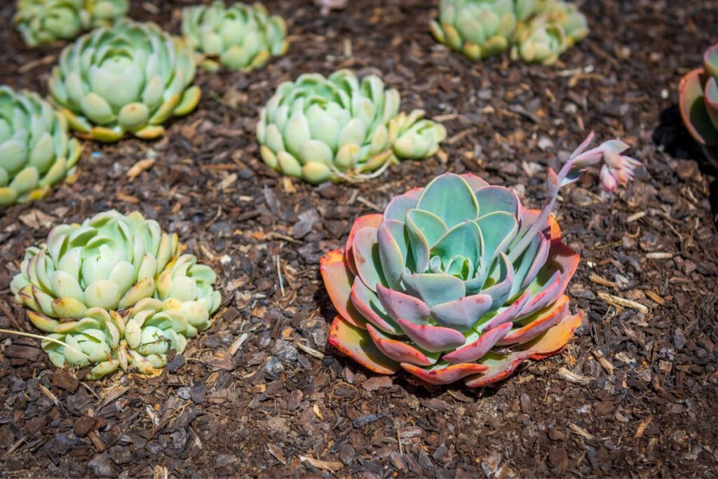 how to replant succulents into the ground