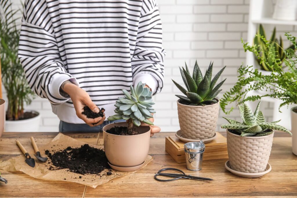 Replanting Succulents: The Simple Trick for Explosive New Growth ...