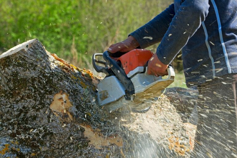 a homeowner’s guide to safe tree removal
