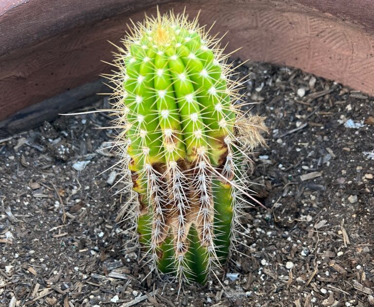 Cactus Turning Brown? These 7 Shocking Reasons Will Surprise You