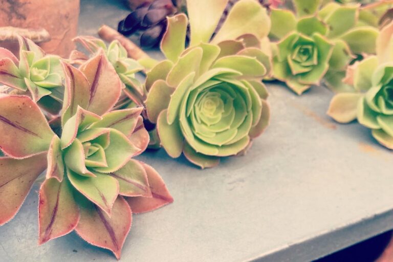 aeonium propagation: 4 techniques for the best results!
