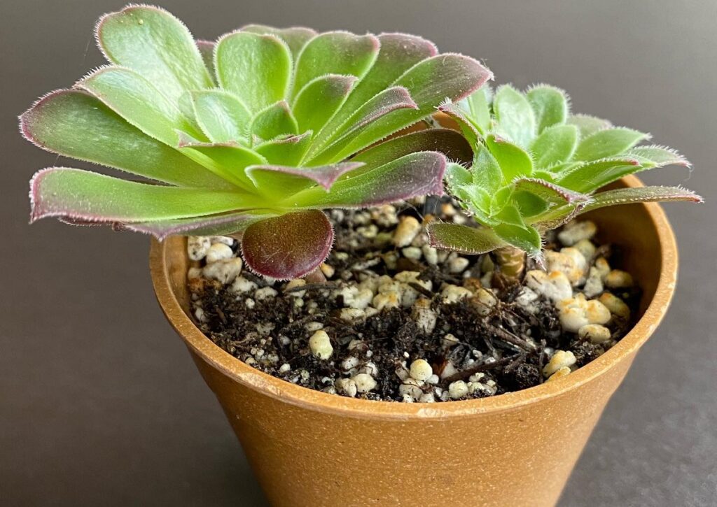 aeonium propagation by beheading