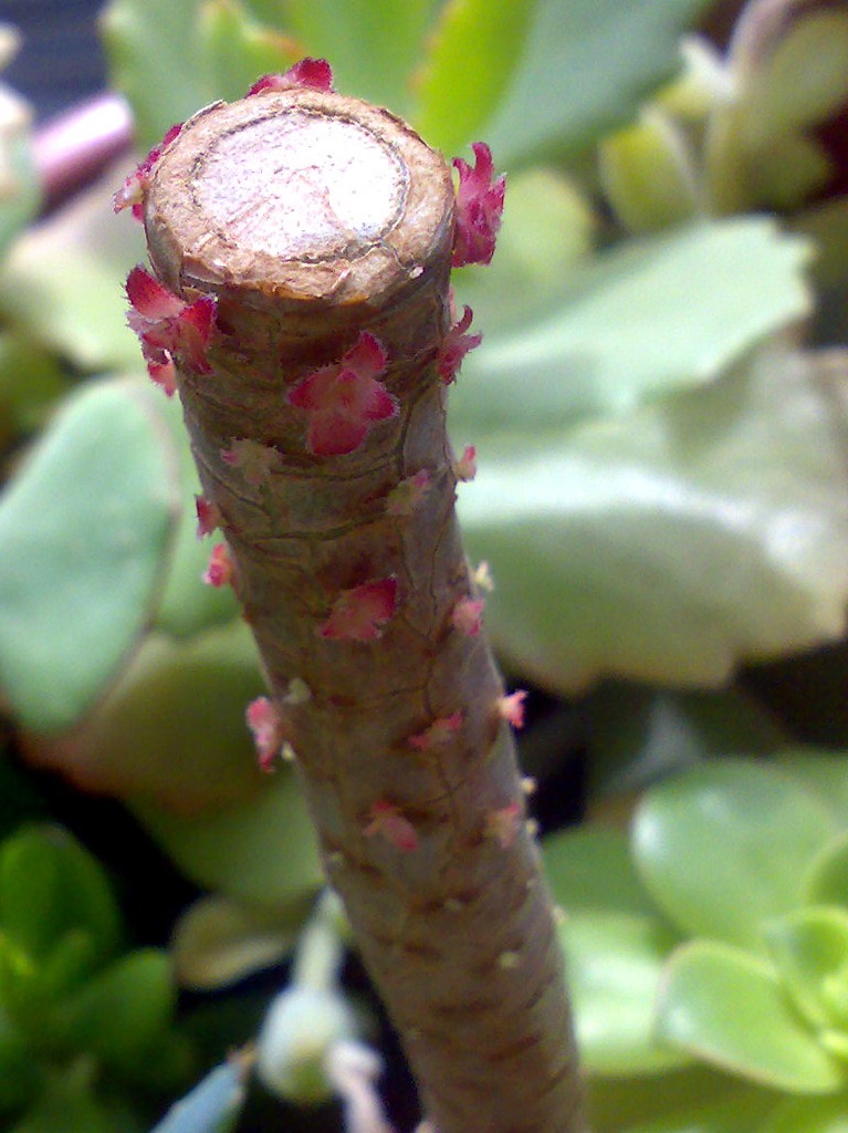 aeonium propagation from stem cutting