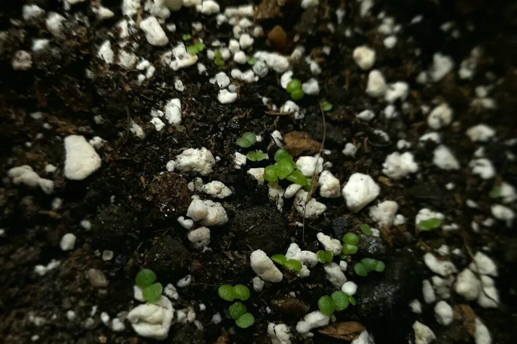 aeonium seed propagation