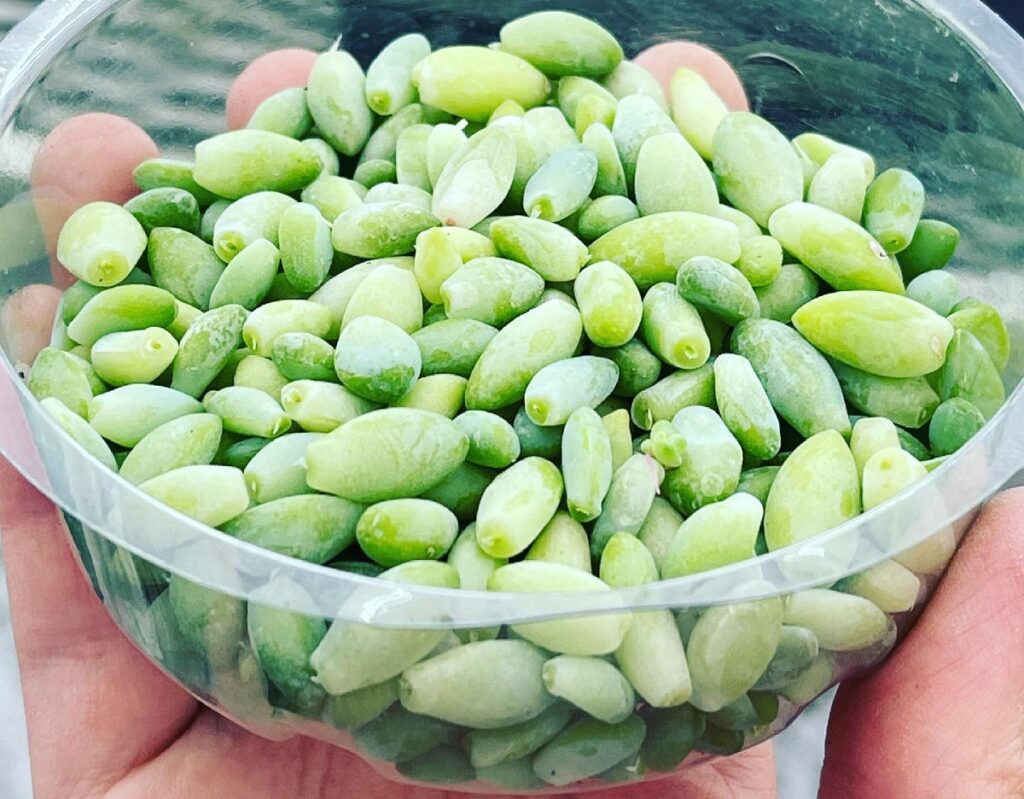 burro's tail leaf propagation