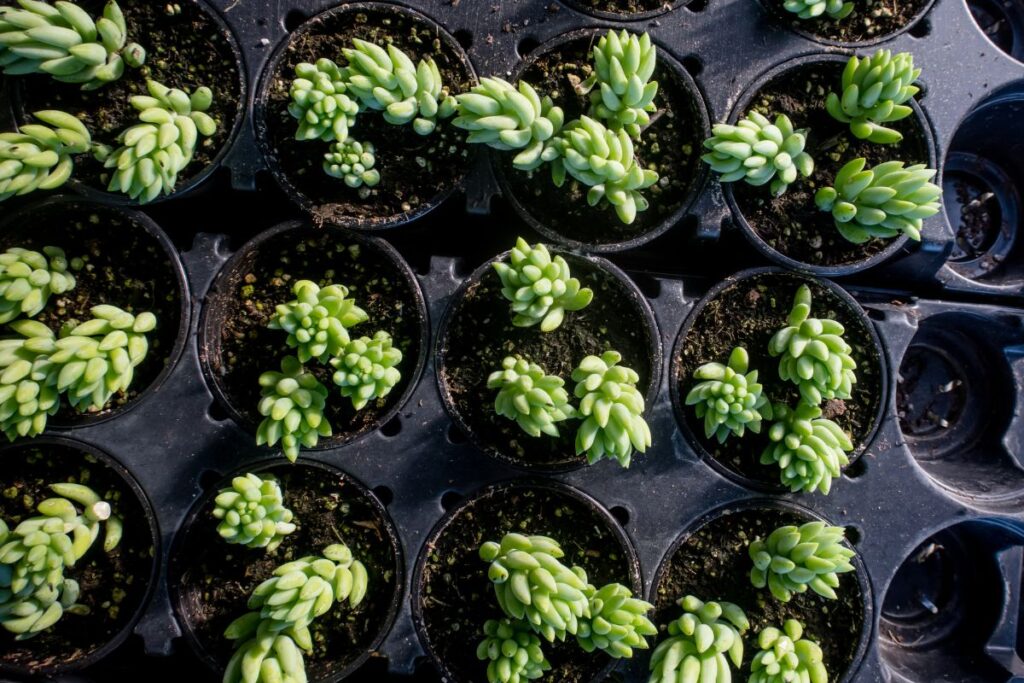 burro's tail propagation