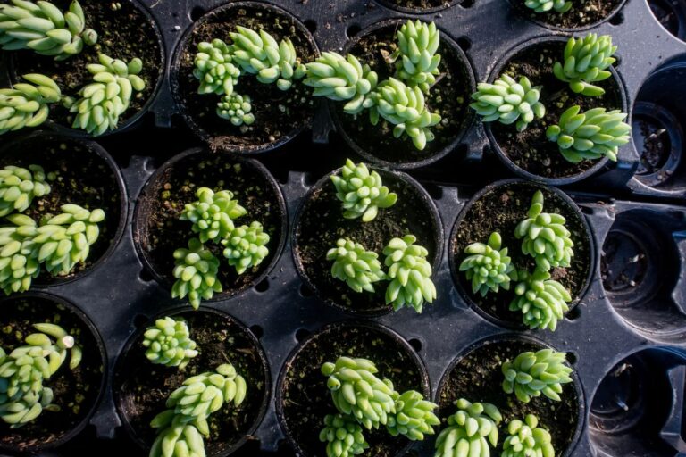 burro’s tail propagation guide (high success rate)
