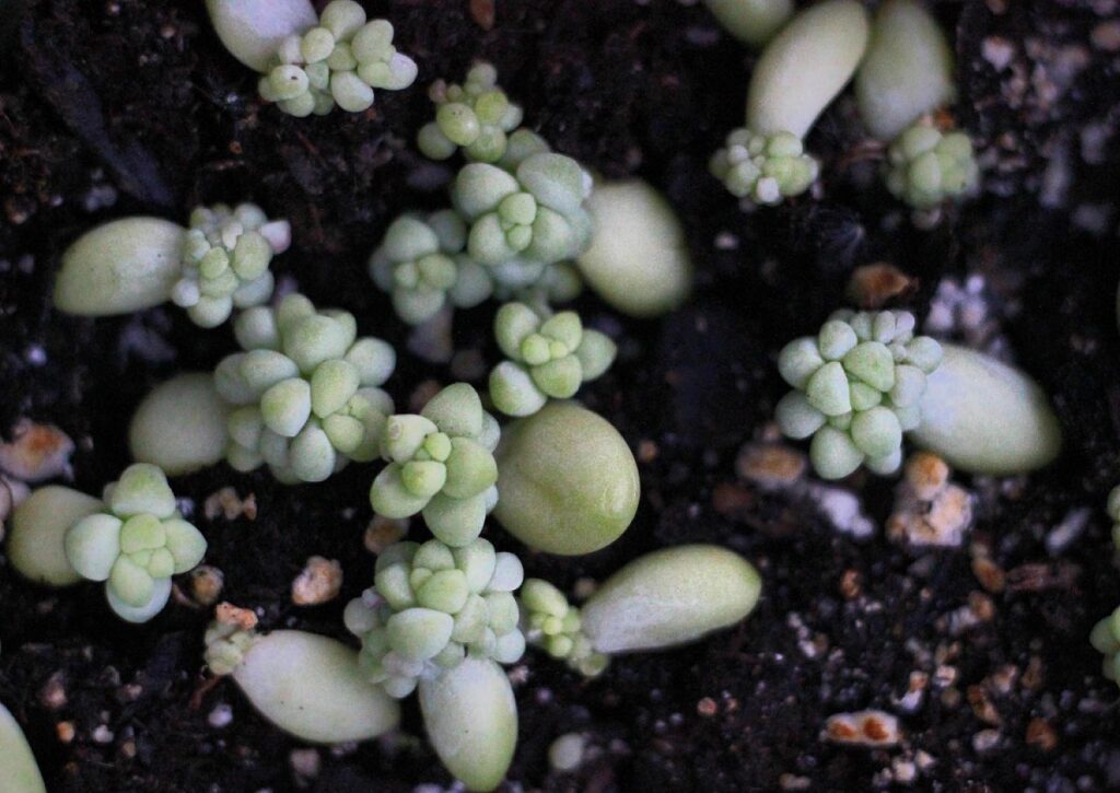 burro's tail propagation by leaves