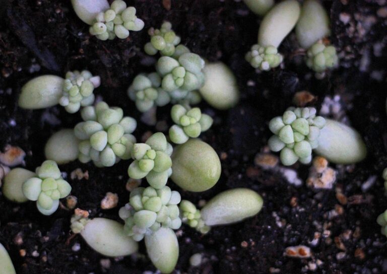Effortless Burro's Tail Propagation A Proven Method Succulent Alley