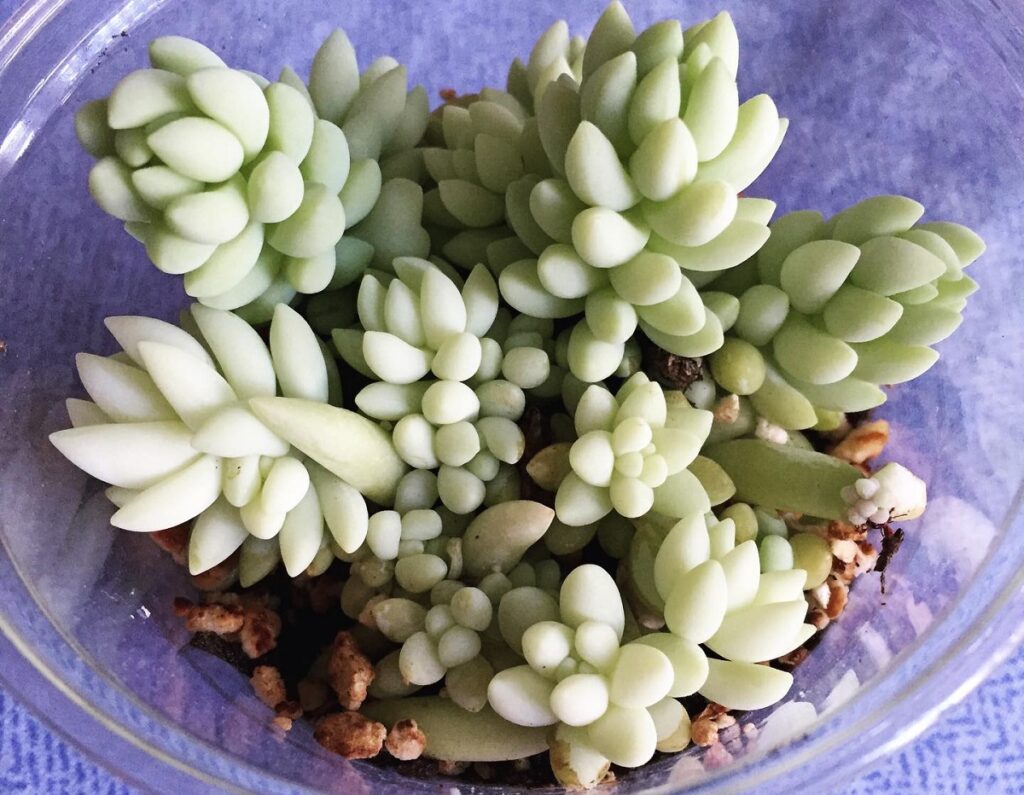 burro's tail propagation by stem cuttings