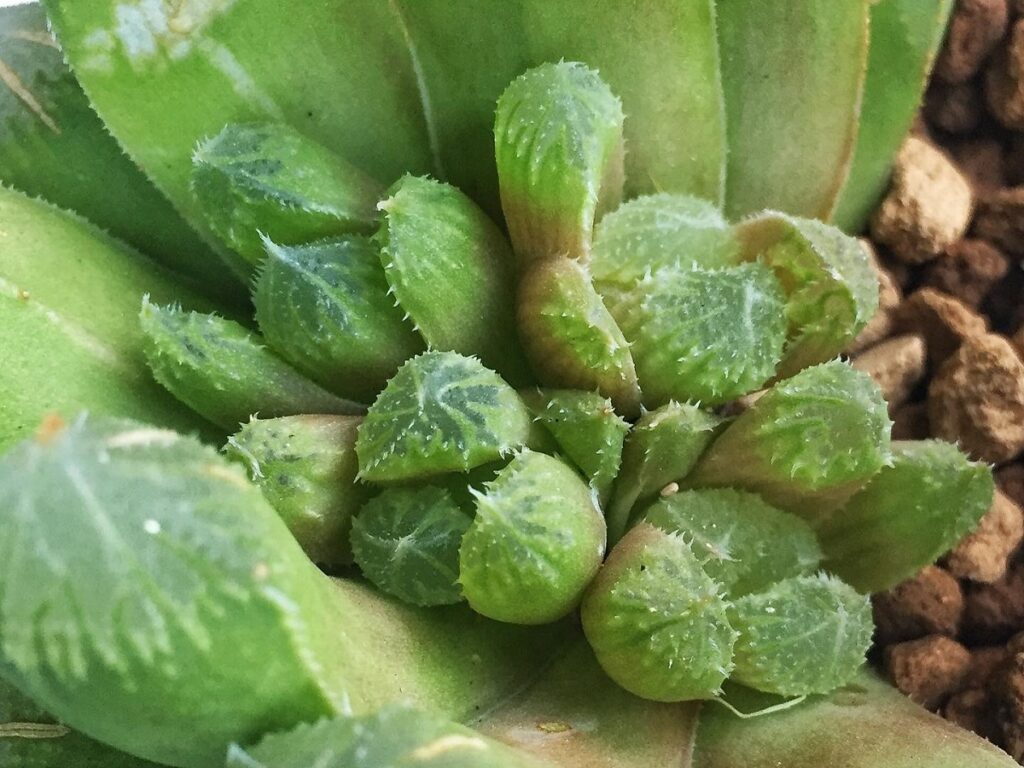 caring for haworthia after propagation