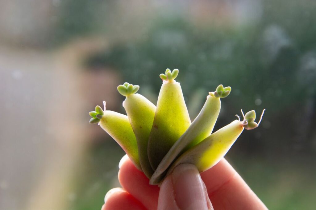 echeveria propagation