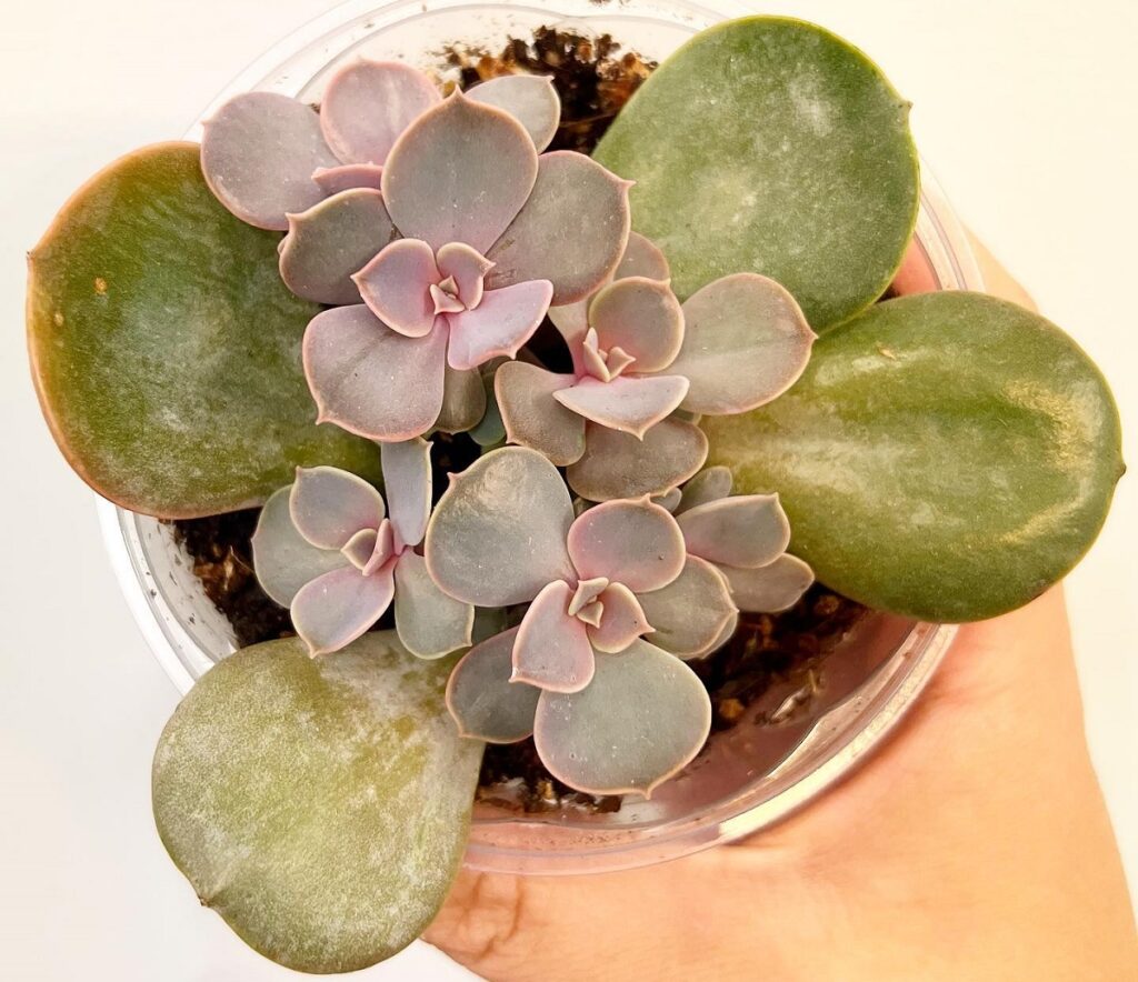 echeveria propagation by leaf cuttings