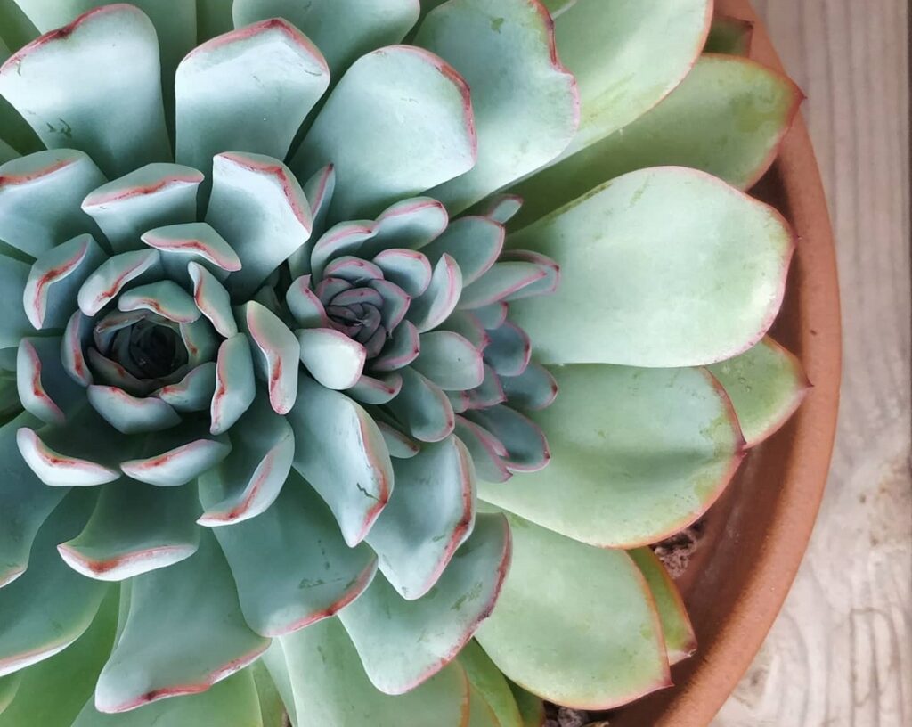 echeveria propagation by offsets