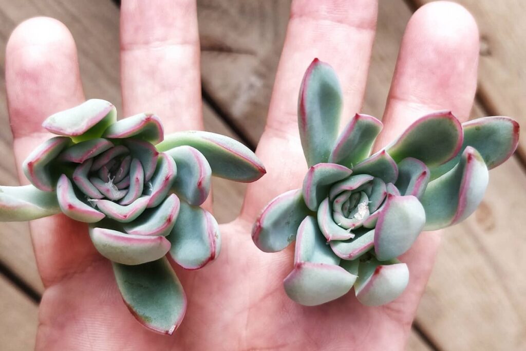 echeveria propagation by offsets