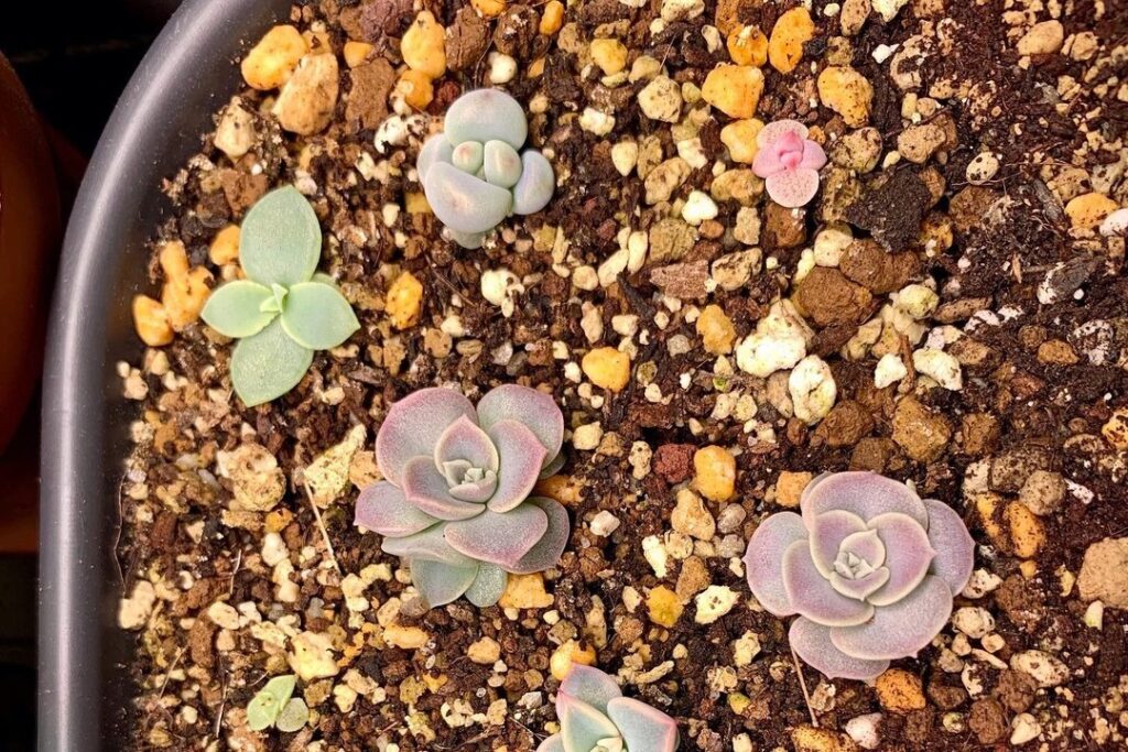 echeveria propagation by seeds