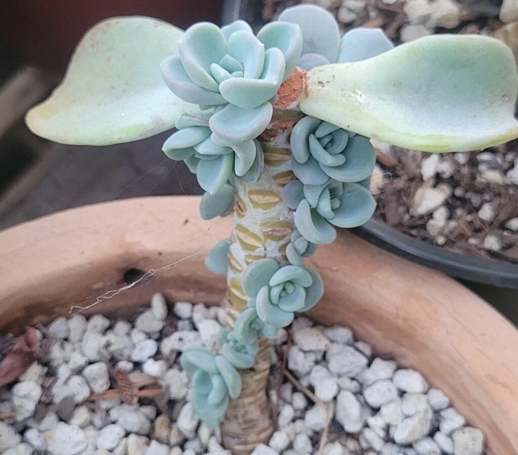 echeveria propagation by stem cuttings