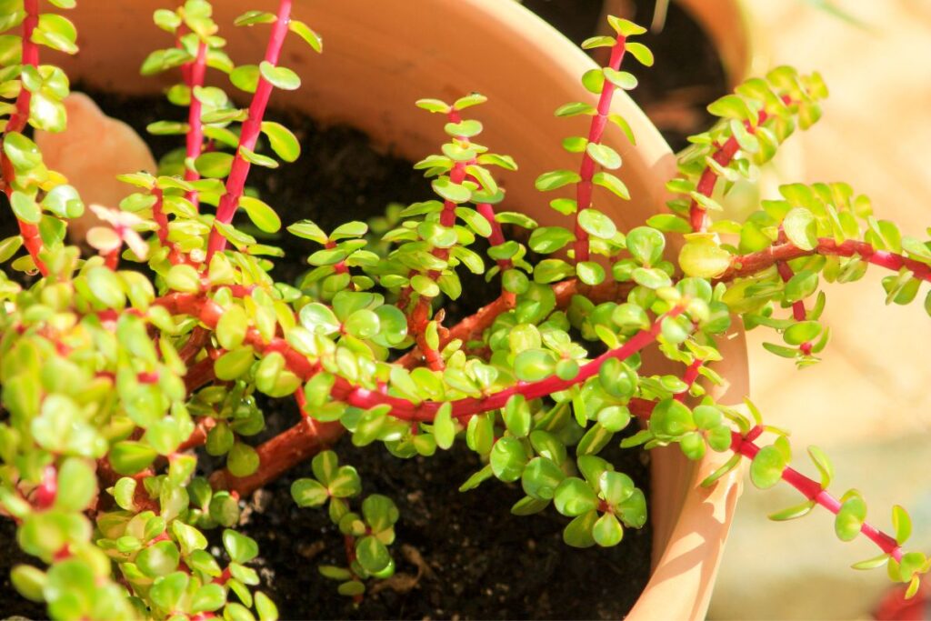 The Ultimate Elephant Bush Propagation Guide: Achieve a High Success