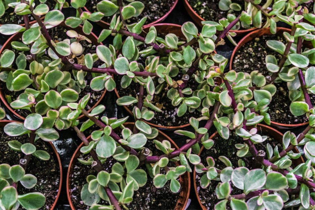 elephant bush propagation in soil