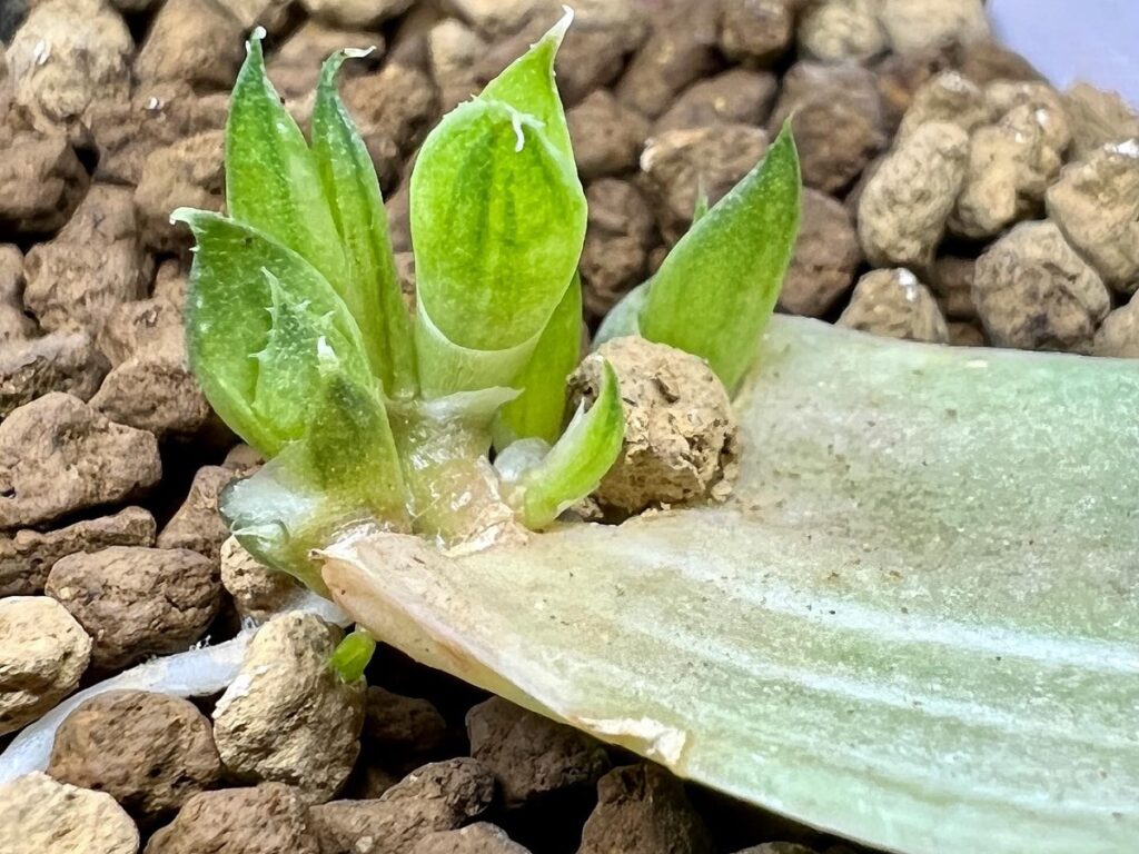 haworthia leaf propagation