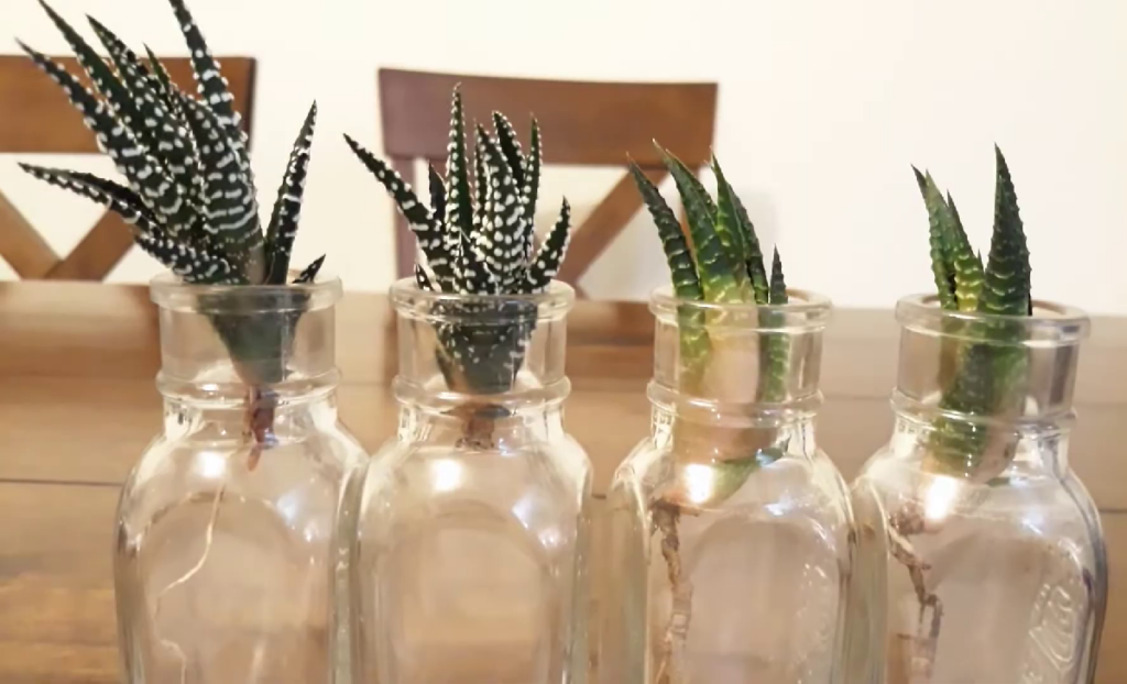 haworthia propagation in water