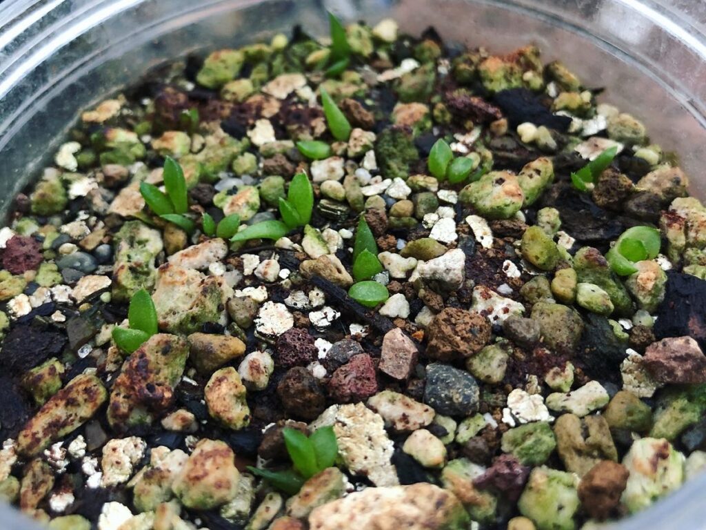 haworthia seed propagation