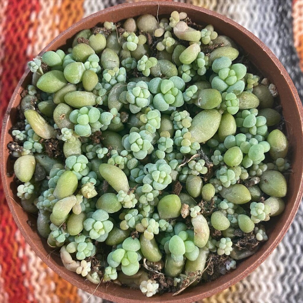 how long does it take for burro's tail to propagate