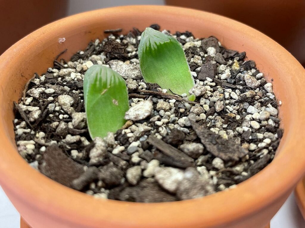 propagating haworthia leaves