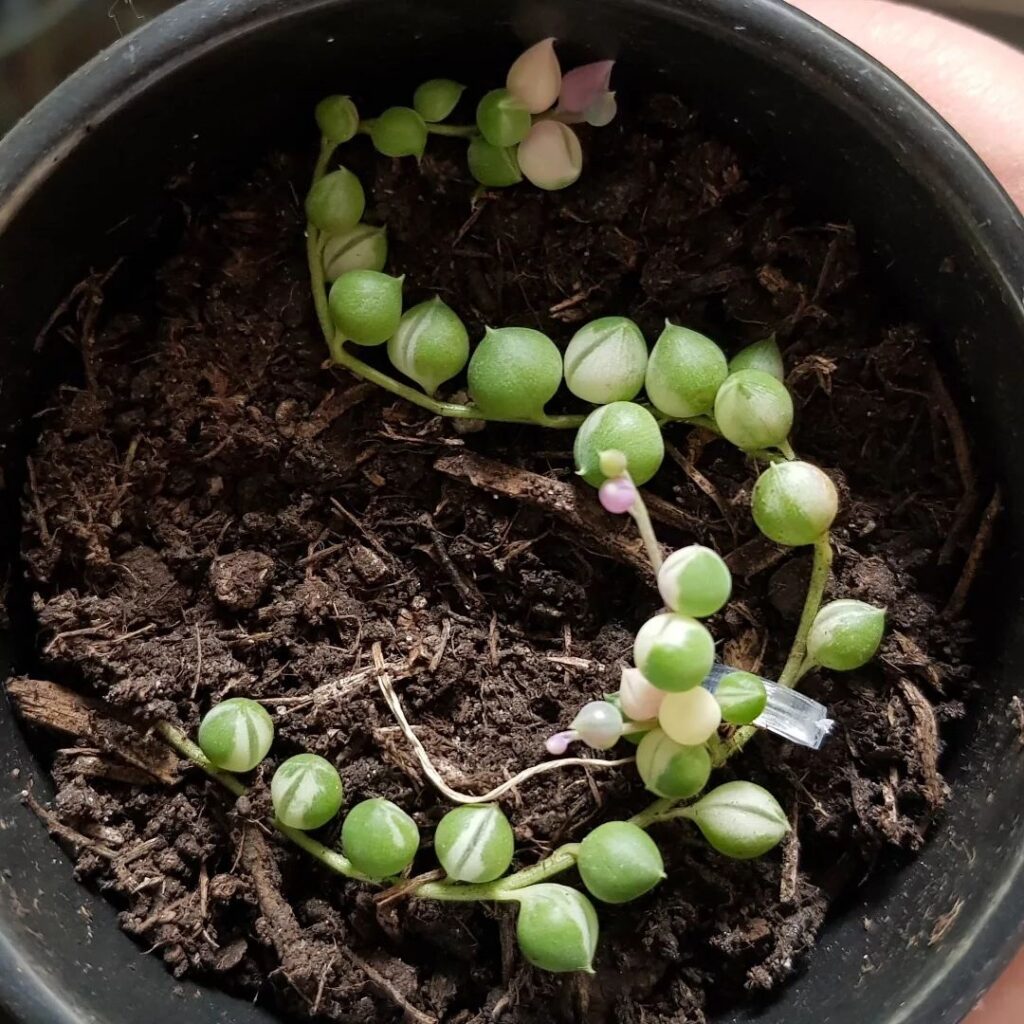 propagating string of pearls