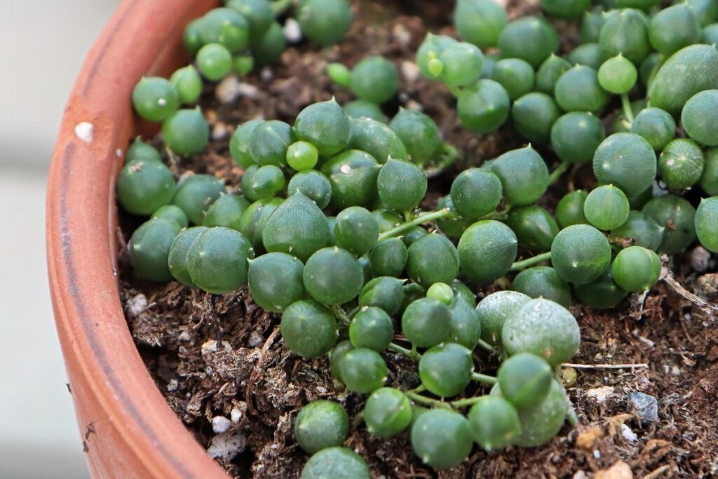 string of pearls propagation