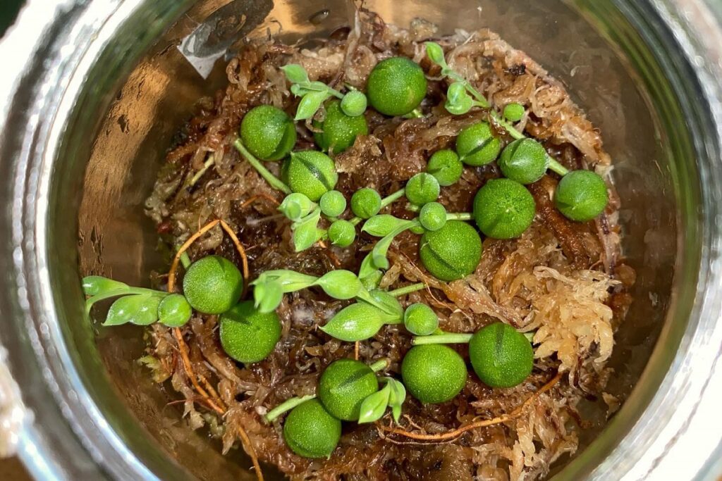 string of pearls propagation in sphagnum moss