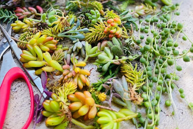 troubleshooting succulent cuttings: tips for unsuccessful rooting