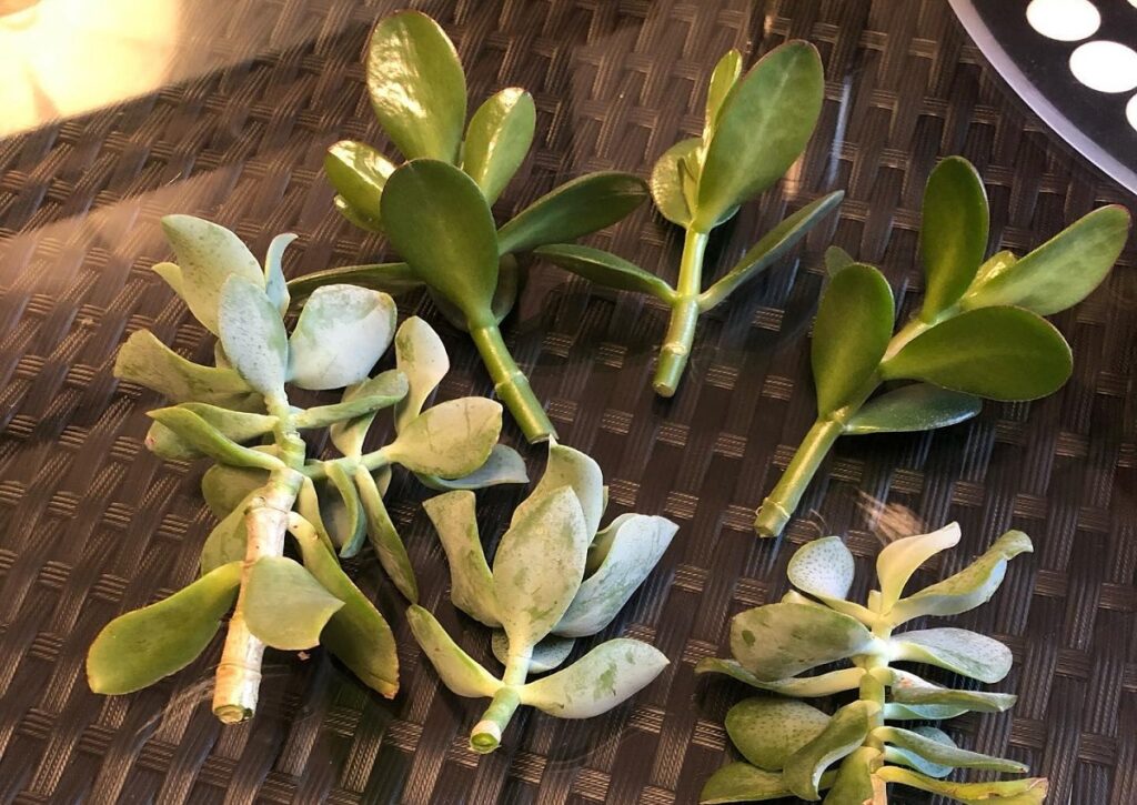 succulent stem cuttings not rooting
