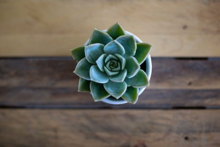 why succulents are perfect for indoor gardening