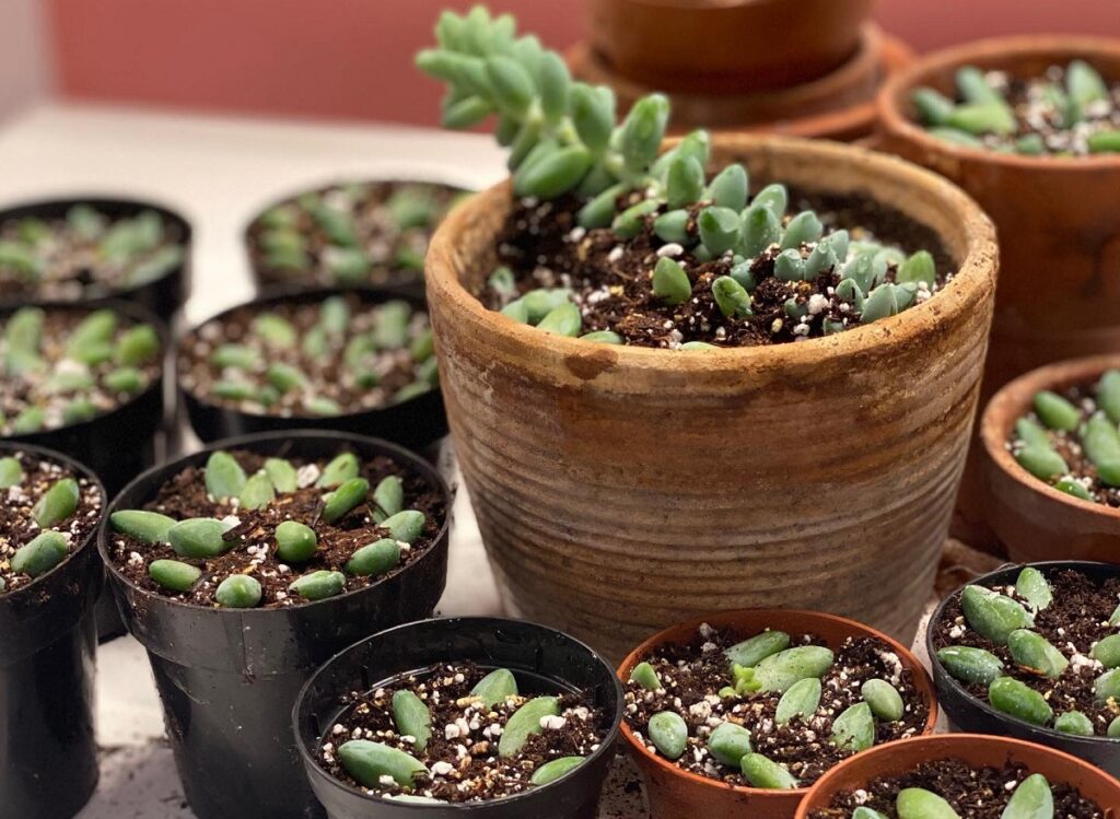 what is the best soil for burro's tail