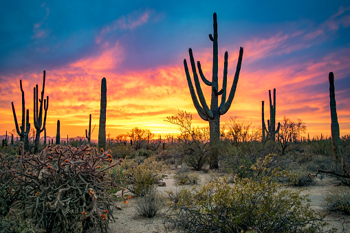 empire of flowering cacti