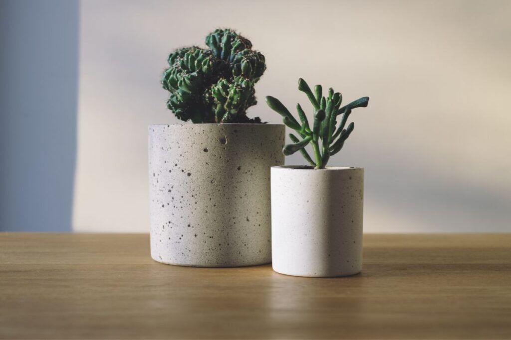 creatively display succulents