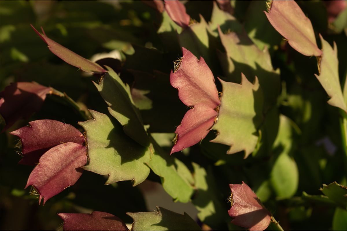 Your Christmas Cactus Is Turning Red Should You Worry? Succulent Alley