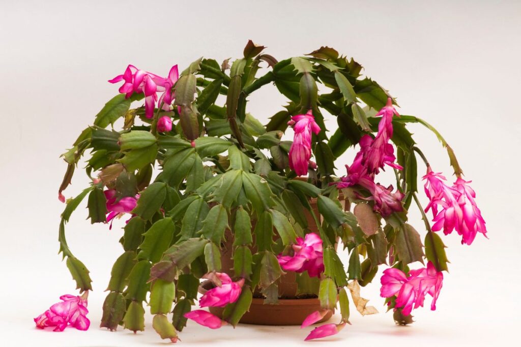 christmas cactus leaves turning yellow