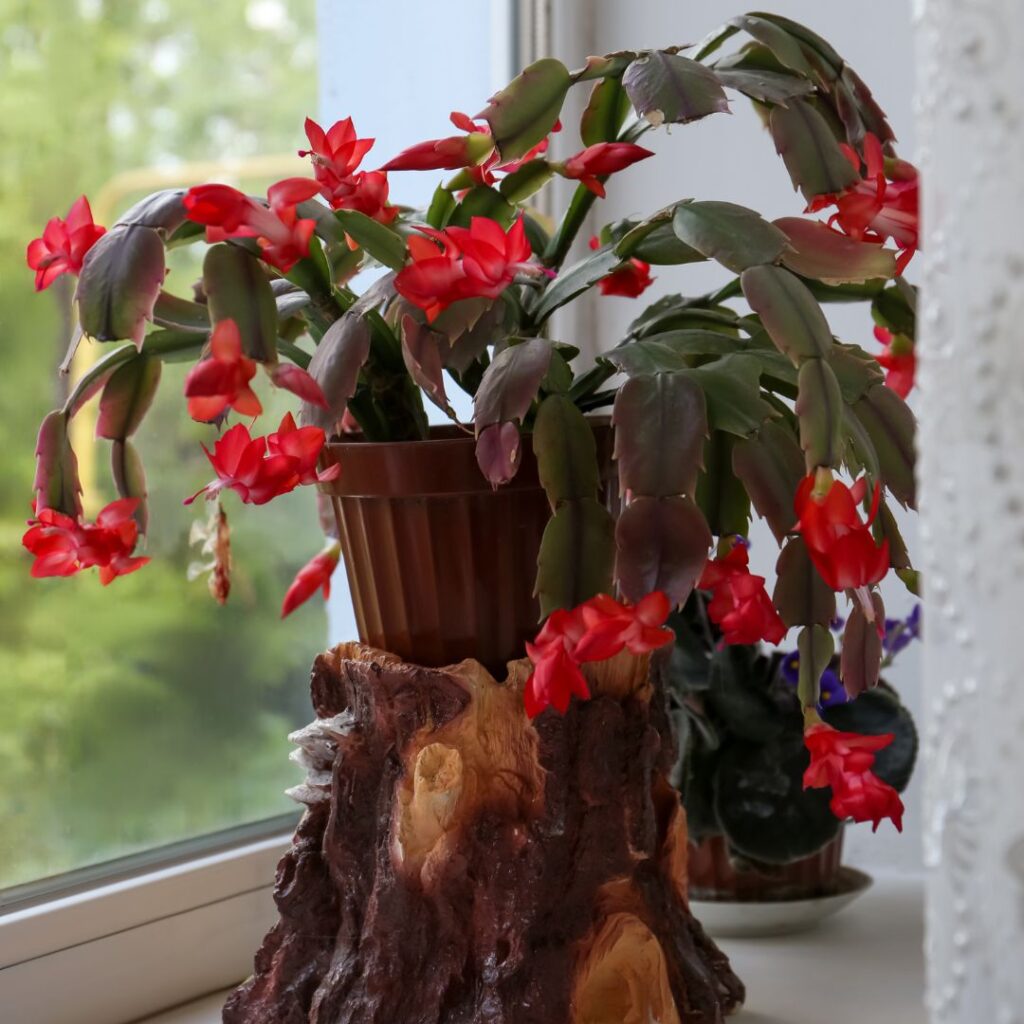 christmas cactus turning red