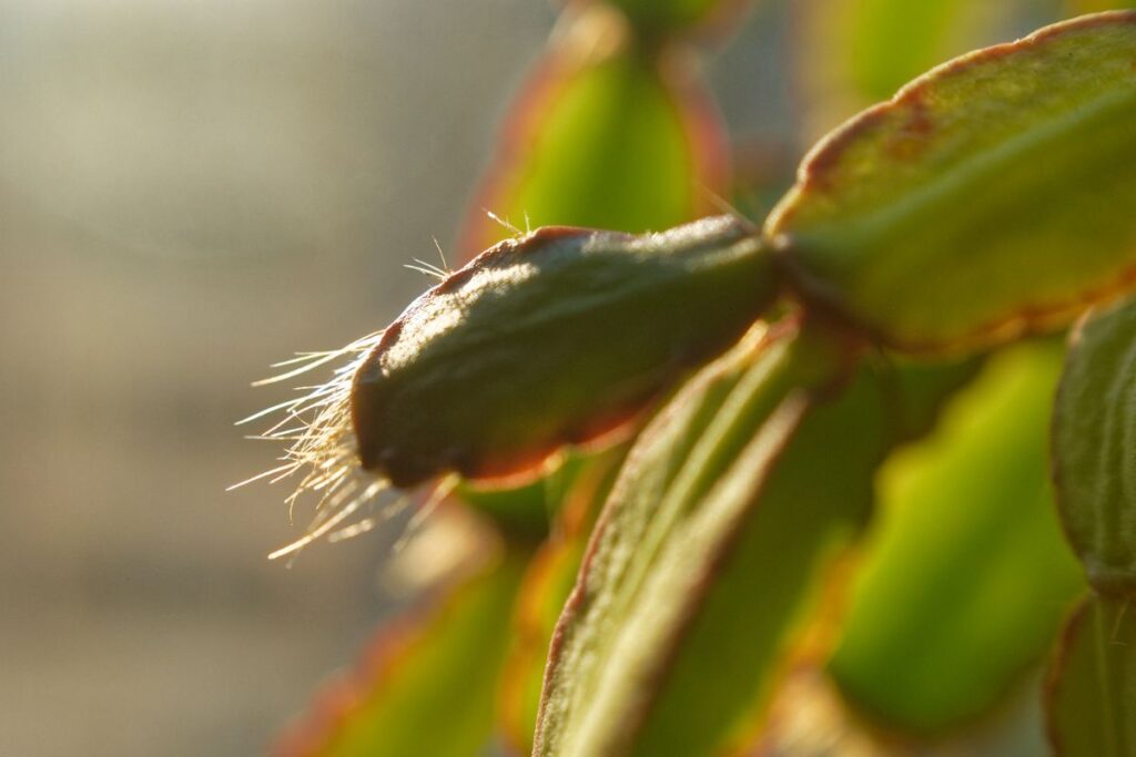 christmas cactus turning yellow