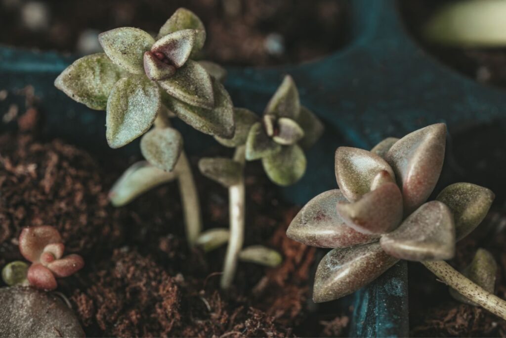 cutting succulent with long stems