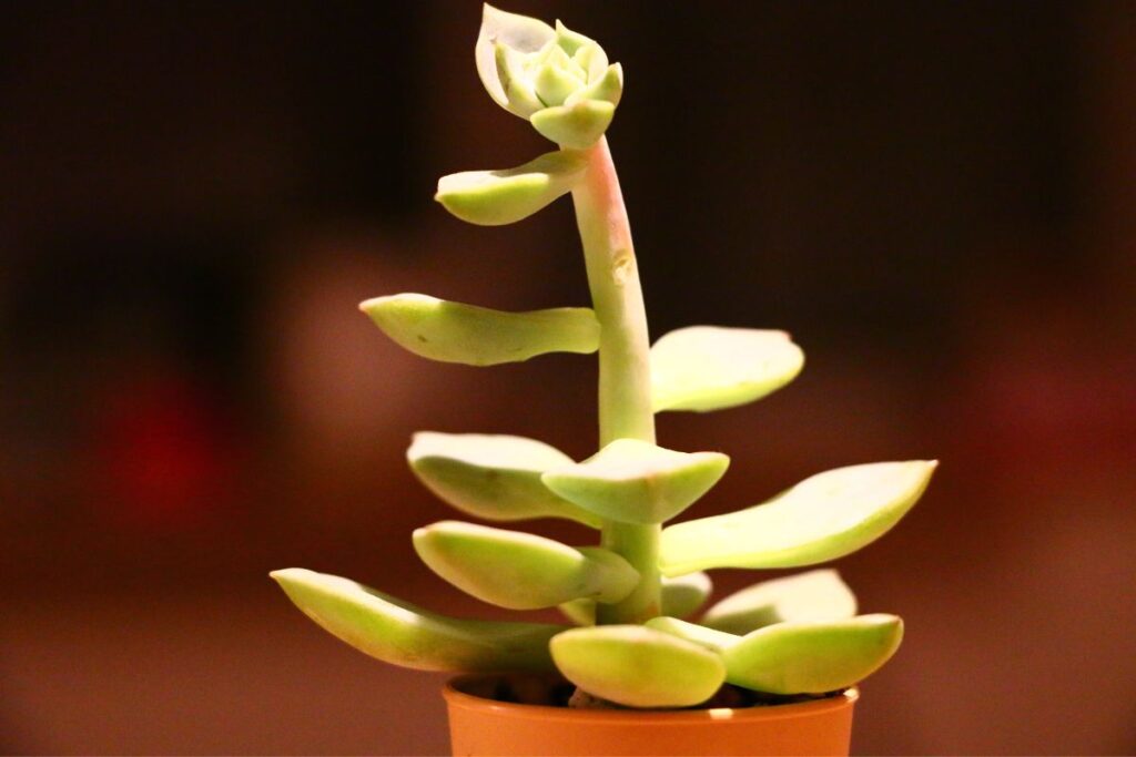 succulent growing long stem