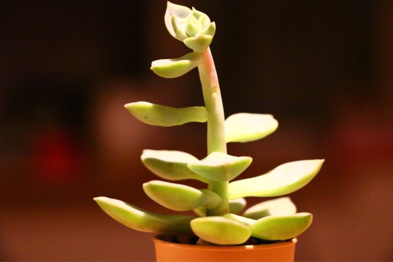 succulent growing long stem? do this!
