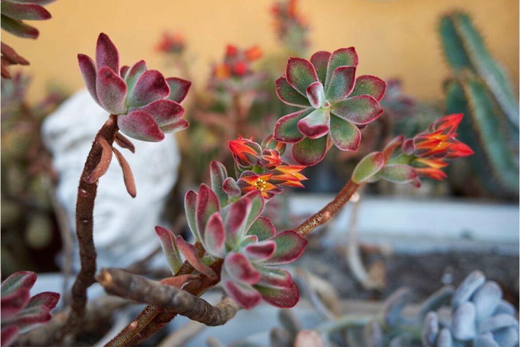 succulents growing long stem