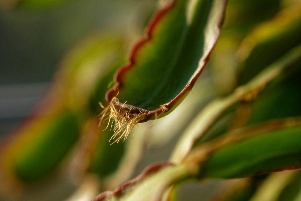 yellowing christmas cactus leaves