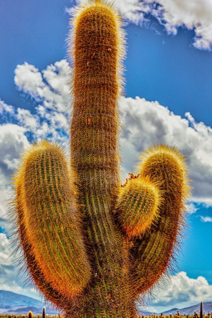 Argentine Saguaro Cactus