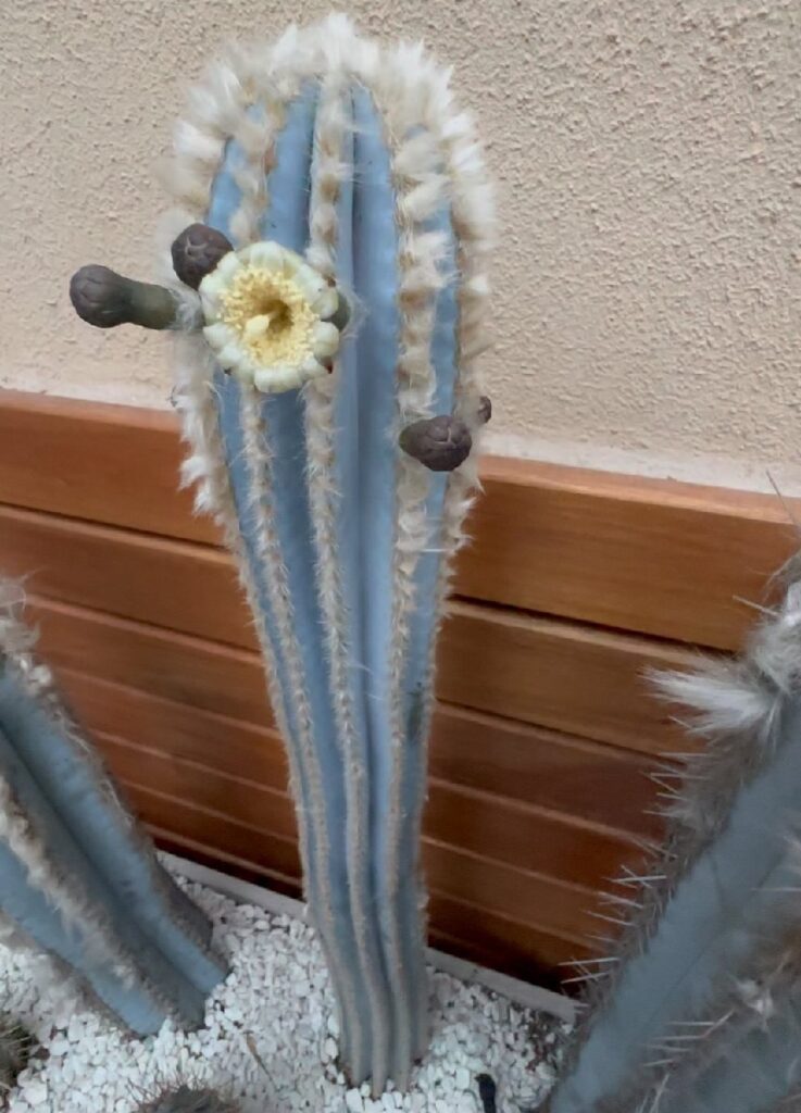 blue column cactus