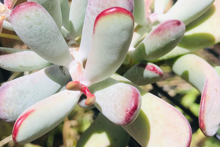 cotyledon 'happy young lady'