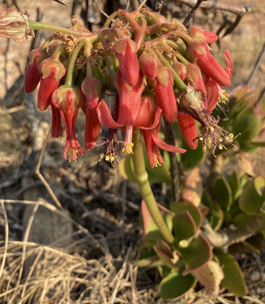 Cotyledon Succulents: 25 Varieties You Need to See to Believe ...